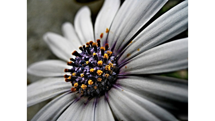 Shop SomaLife Promo Code: Exclusive Free Shipping