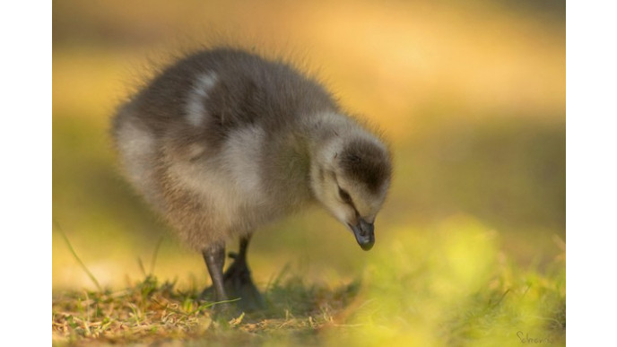 Sears Outlet Canada: Tasco Waterproof Roof Prism Binoculars Only $55 (Was $130)