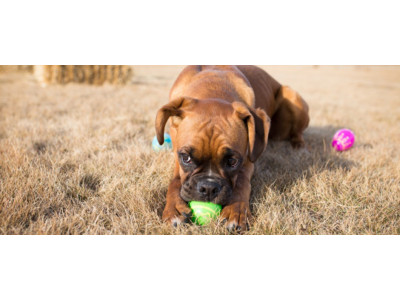 5 Canadian Easter Egg Hunt Traditions 