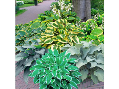 Shady Spaces Hosta Garden for $28