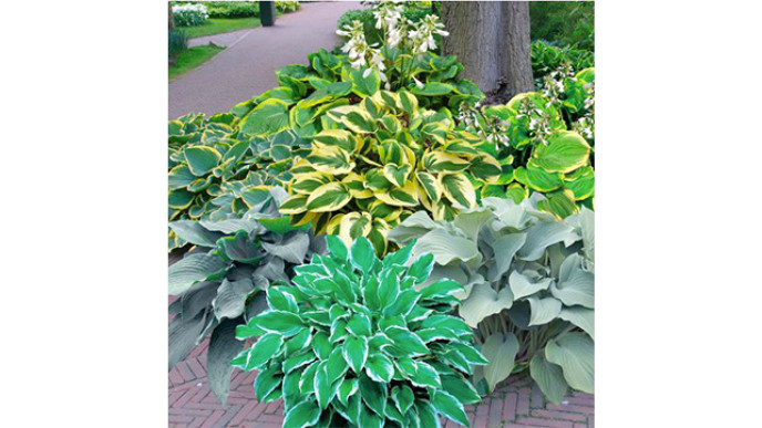 Shady Spaces Hosta Garden—15 Roots Ready to Grow!