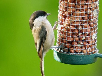 Bird Feeders From $8 @ Amazon.ca