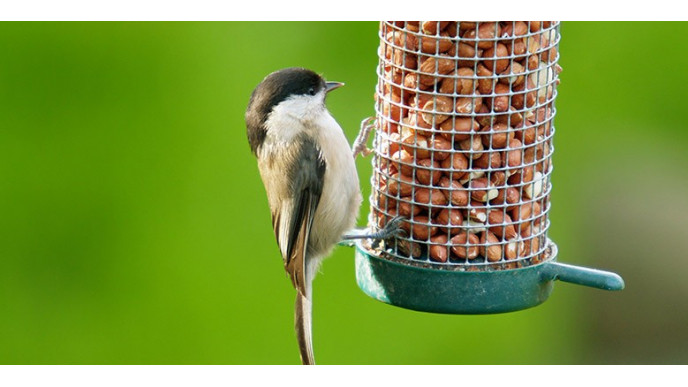 Perky Pet Bird Feeders From $8 @ Amazon.ca