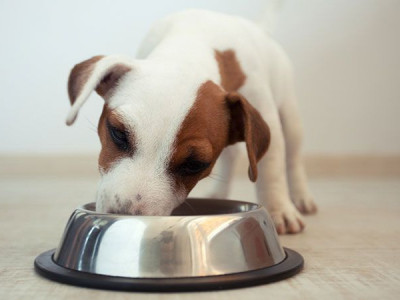 $10 or $25 Off @ PetSmart.ca