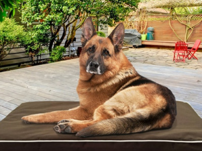 Orthopedic Pet Beds From $24.99
