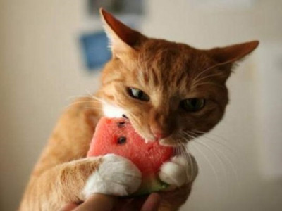 Clearance Iams Cat Food From $4