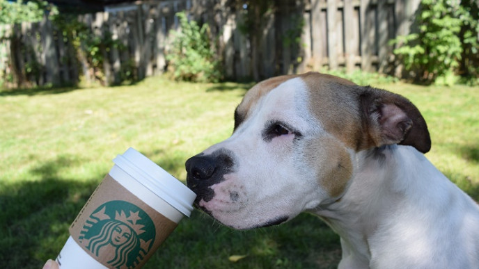 Get $5 Off With PayPal @ Starbucks App