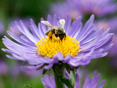 Free Flower Seeds @ Bees Matter