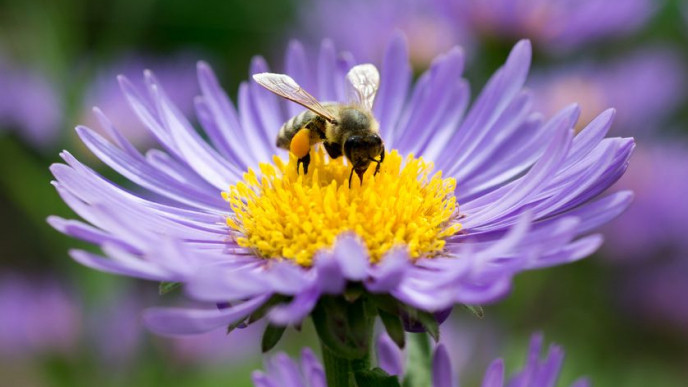 Free Flower Seeds @ Bees Matter Canada
