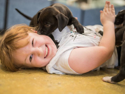 20% Off Petsmart Gift Cards