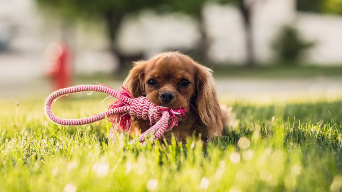 $10 Off $30 @ PetSmart Canada