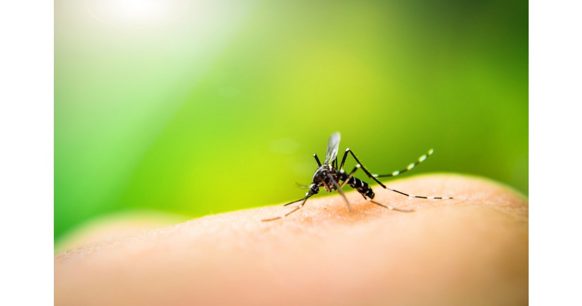 Does toothpaste cure mosquito bites?
