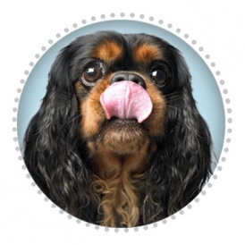 10% off Petplan Insurance Policies