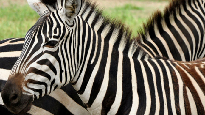 Flash Sale: Safari Niagara Admission $21 @ WagJag