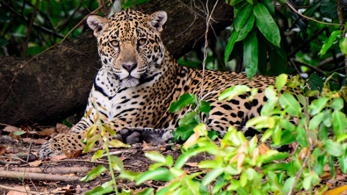 Full-Day Admission to Safari Niagara for Only $22.95