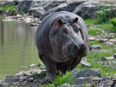 Full-Day Admission to Safari Niagara $22.95