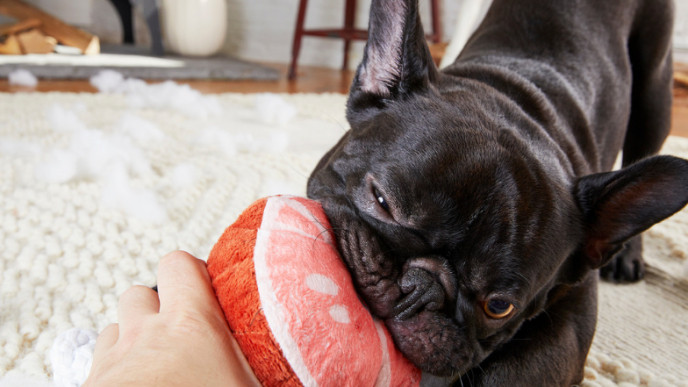 You Can Buy Bark Box Toys Online – Without a Subscription!