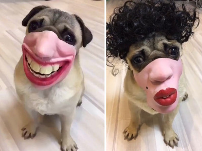 Human Face Dog Masks 