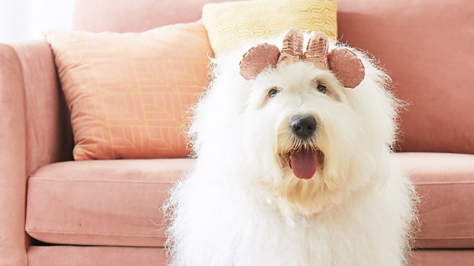 There's a Minnie Mouse Headband for Dogs!