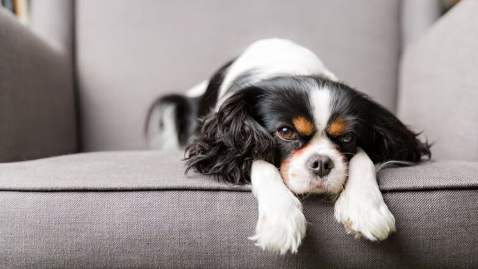 Get a FREE $25 Amazon Gift Card @ Petplan