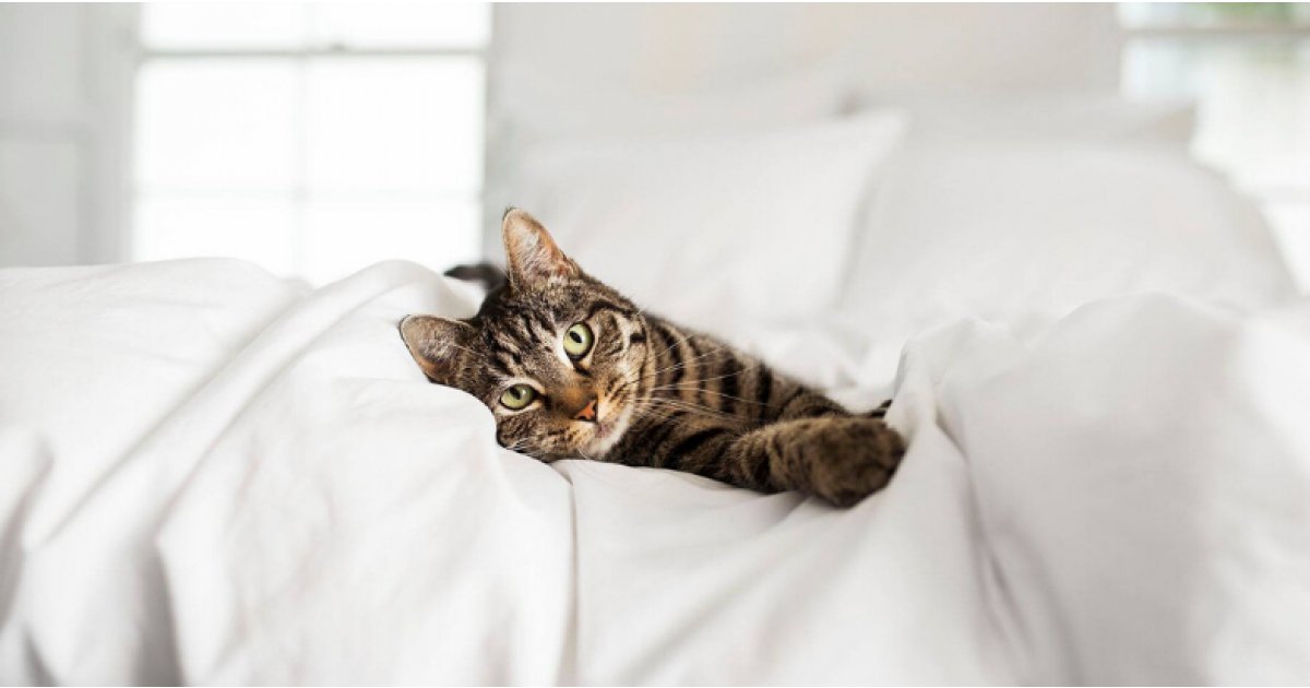 PrettyLitter Helps Monitor Your Cat's Health
