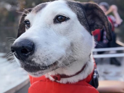 Chewy Canada 20% off