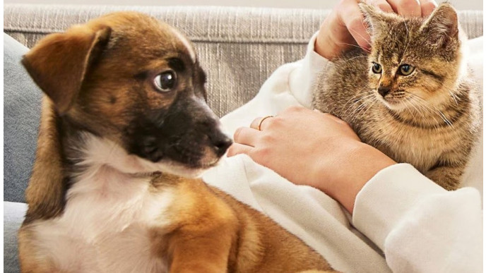 Chewy Canada – 20% Off Your First 3 Orders (New Customers)