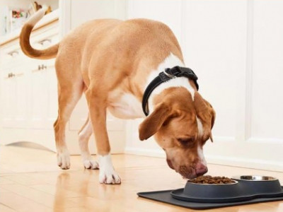 Pet Valu: 13th Bag Free + Perks