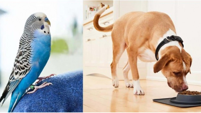 Pet Valu Your Rewards Program: Get Every 13th Bag of Pet Food Free + Birthday Perks