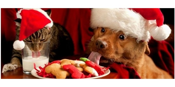 Petsmart Canada: Up to 50% Off & $5 to $20 Off Your Order (In-Store Pickup)