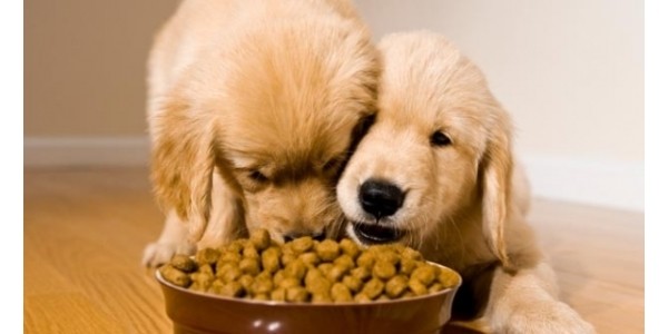 Free Trial Bag of Petcurean Pet Food!