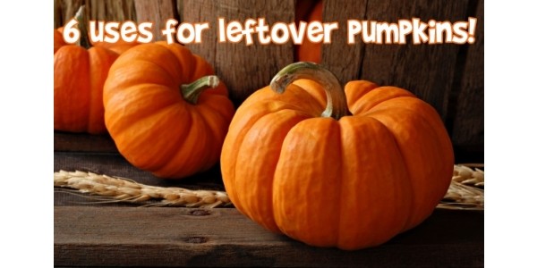 6 Ideas For Leftover Halloween Pumpkins!