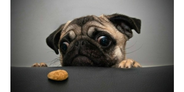 *GLITCH?* Up to $40 Off with Stacking Coupons @ Petsmart.ca *HOT*