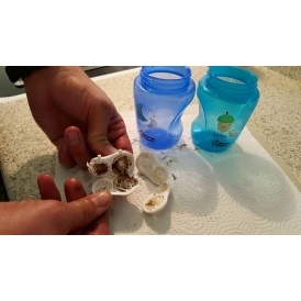 Yikes! Look out for Mold in Sippy Cups!