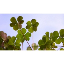 St. Patrick's Day Coupons!