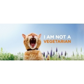 Clearance Iams Cat Food From $3