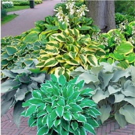 Shady Spaces Hosta Garden for $28