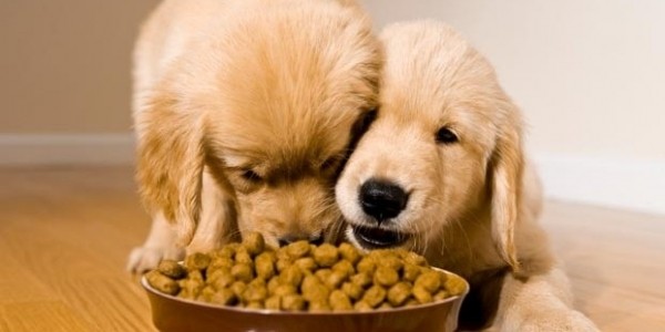 $25 Off $75 @ PetSmart.ca - Today Only!