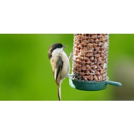 Bird Feeders From $8 @ Amazon.ca