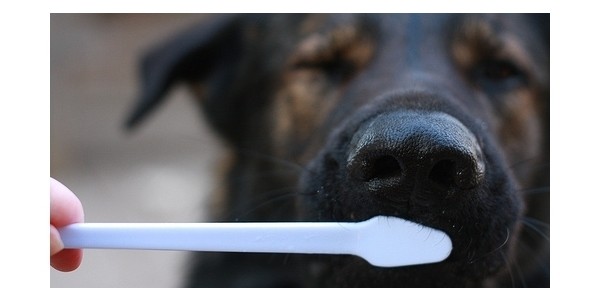 DIY Super Affordable Dog Toothpaste