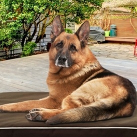 Orthopedic Pet Beds From $24.99