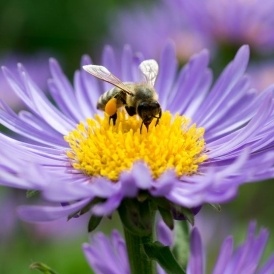 Free Flower Seeds @ Bees Matter