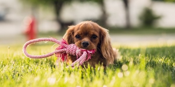 $10 Off $30 @ PetSmart Canada