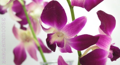 Orchids