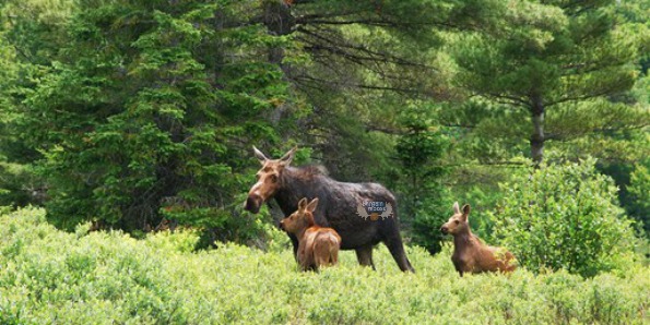 algonquin