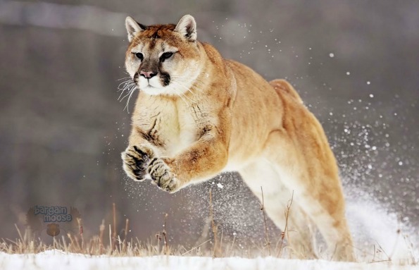 pumas canada