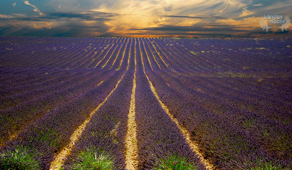 lavender-field