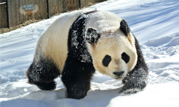 zoo-panda