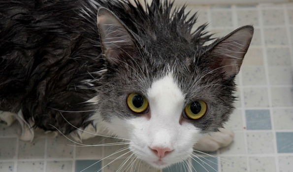 kitty bath