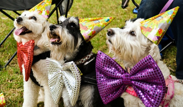 dog party